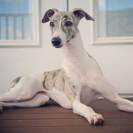 Wanda - Whippet