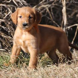 Eve's Orange Boy - Dark golden male Golden Retriever puppy in Idaho Falls, Idaho from Once Upon A Dream Kennels