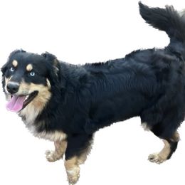 Jasper - Australian Shepherd
