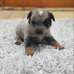 Australian Cattle Dog Puppies from LoveAHeeler