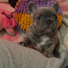 Penelope - Brindle female French Bulldog puppy in Washington from Pawcific Coast Bullies