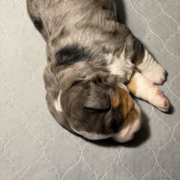 Pearl - Blue merle female Bernedoodle puppy in Campbellsville, Kentucky from Blue Belle Hills Bernedoodles