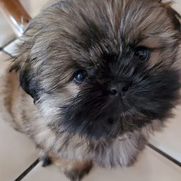 Shih Tzus from Judy Menzel's Shih Tzu Puppies