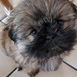 Shih Tzus from Judy Menzel's Shih Tzu Puppies