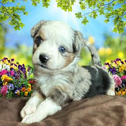 Miniature Australian Shepherd and Toy Australian Shepherd Puppies from Pawesome Lil Aussies