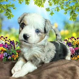 Miniature Australian Shepherd and Toy Australian Shepherd Puppies from Pawesome Lil Aussies