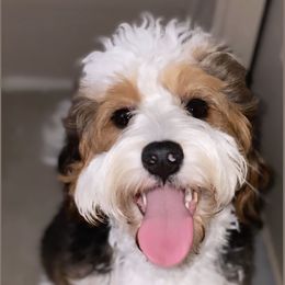 Birdie - Bernedoodle