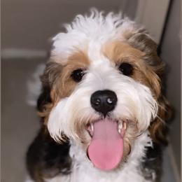 Birdie - Bernedoodle