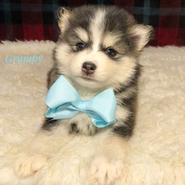 Pomsky Puppies from Florida Pomskies