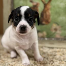 Annie - Black and white female Chihuahua puppy in Amity, Pennsylvania from Rhoda and Verna
