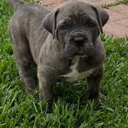 Cane Corso puppies from Majestic Pride Cane Corso LLC