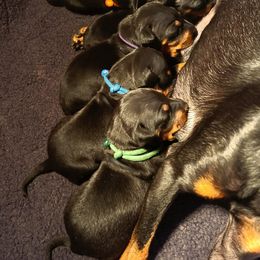 Manchester Terrier Puppies from Sunkissed Manchesters