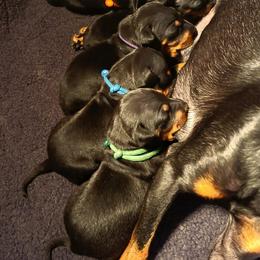 Manchester Terrier Puppies from Sunkissed Manchesters