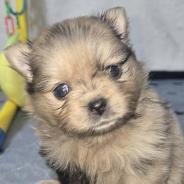 Pomeranians from Pacific Northwest Pomeranians