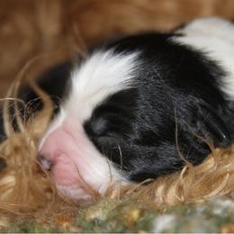 Miniature Australian Shepherd Puppies from Copper Line Aussies