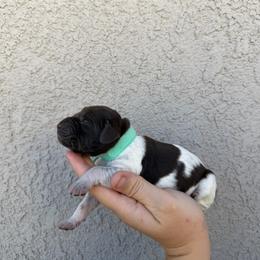Blue girl - Liver and white female German Shorthaired Pointer puppy in Escalon, California from Valley Pointers