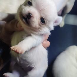 Penny - Cream female Chihuahua puppy in Gerald, Missouri from OutLaw Chihuahua's