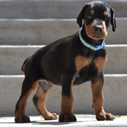 Doberman Pinscher Puppies from Obsidian Kennels