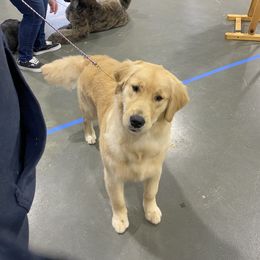 Lake - Golden Retriever