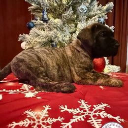 Captain Morgan - Tiger male Perro de Presa Canario puppy in Horizon, Texas from Mesquite Creek Kennels