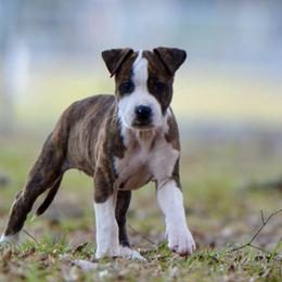 Cherry - Brown brindle female American Staffordshire Terrier puppy in St. Augustine, Florida from LBK & Ancient City