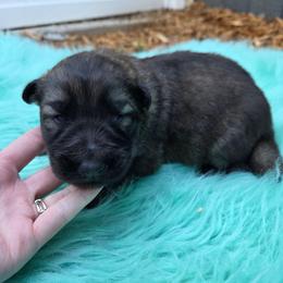 Purple Collar Girl - Sable female German Shepherd puppy in Dallas, Pennsylvania from Mountainside German Shepherds