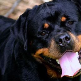 French Bulldogs from Fababull French bulldogs