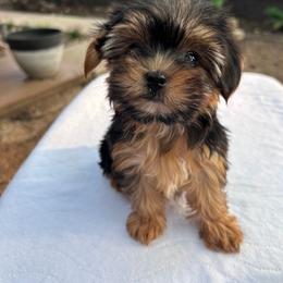 Lil Girl - Black and gold female Yorkshire Terrier puppy in San Marcos, Texas from Casa de Yorkies