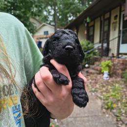 Kody - Blue male Poodle puppy in Huntsville, Alabama from Pandora