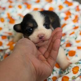 Autumn - Black and tan female American Corgi puppy in Graham, Texas from Wild West Corgis