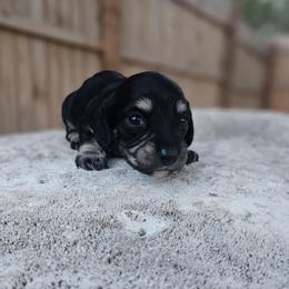 Penne - Black and cream female Dachshund puppy in Anaconda, Montana from Montana Country Dachshunds