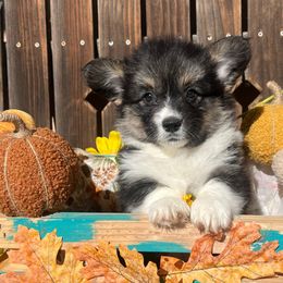 Lorna - Black and tan female American Corgi puppy in Los Lunas, New Mexico from Blue Diamond Welsh corgis