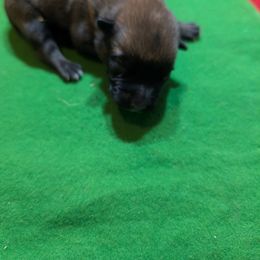 Brown male - Mahogany male Belgian Malinois puppy in Paynes Corner, Virginia from Von-Zito Belgian Malinois