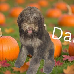 Daisy - Sable female Goldendoodle puppy in Arlington, Texas from Chambers Doodle Patch