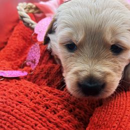 Golden Retriever Puppies from Great Lakes Golden Retreivers