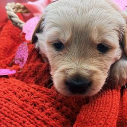 Golden Retriever Puppies from Great Lakes Golden Retreivers