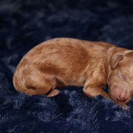 Summer - Red  female Poodle puppy in Bridgeport, Texas from KM AKC Toy poodles