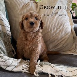 Boy 3 - Apricot male Goldendoodle puppy in Norman, Oklahoma from Wilson Family Companions