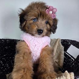 Sable - Sable female Aussiedoodle puppy in Haleyville, Alabama from The Cuddly Dood Ranch