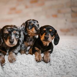 Dachshund Puppies from Long Little Dog Ranch