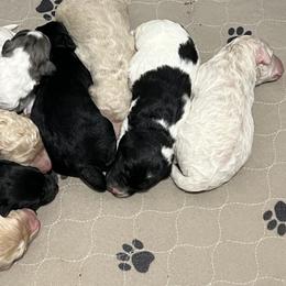 Aussiedoodles, Bernedoodles, and Goldendoodles from Gunstock Doodles