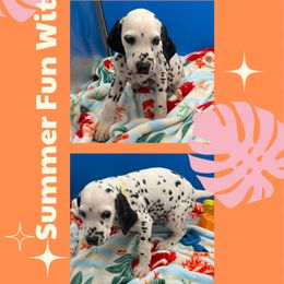 AKC Leonidas (double LUA) - White and black male Dalmatian puppy in Euless, Texas from 101 Dew Dream Valley Dalmatians