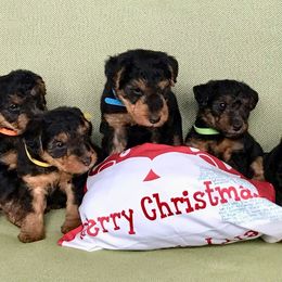 Welsh Terrier puppies from Gryphon Roc Kennels