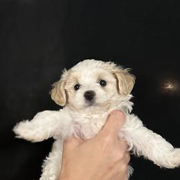 Maltipoo Puppies from Fox Family