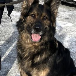 Koda - German Shepherd