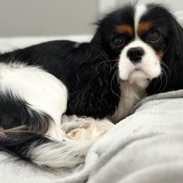 Cavalier King Charles Spaniel puppies from Farmhouse Cavaliers NC