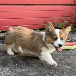 Pembroke Welsh Corgi Puppies from Pembroke Welsh Corgis at Belle Haven
