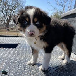 Boy 5 - Australian Shepherd puppy in Blum, Texas from 4P Poteet Farms