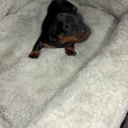 Boy 2 - Black and tan male Dachshund puppy in Cooper, Texas from Sassy Kat’s Dachshunds