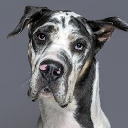 Great Danes from Knightwood Danes